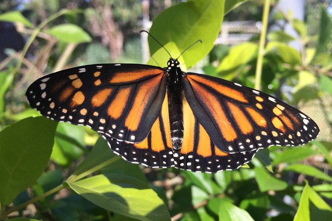 The Maui Butterfly Farm Tour - Maui Butterfly Farm Tour: Quick Facts That Matter
