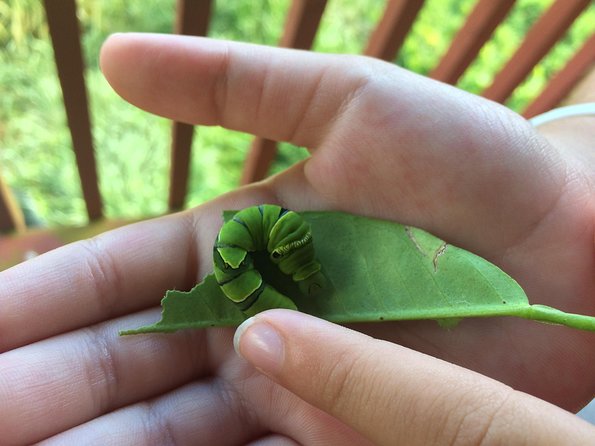 The Maui Butterfly Farm Tour - 6 Things That Make This Tour Worth Your Time