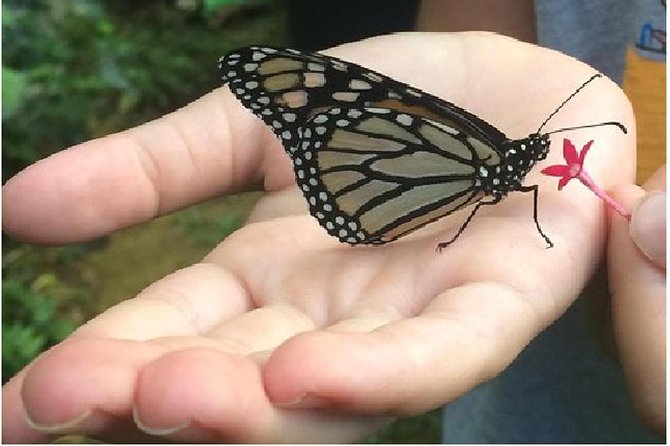The Maui Butterfly Farm Tour - Inside the Maui Butterfly Farm: A Working Facility, Not a Theme Set