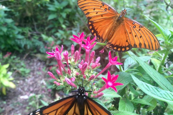 The Maui Butterfly Farm Tour - The Butterfly Flight House and Lighthouse Feeding: The Part You’ll Remember