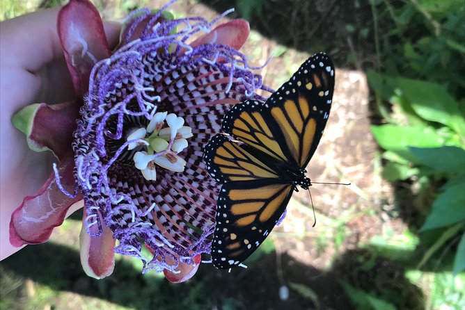 The Maui Butterfly Farm Tour - What You Learn in 45 Minutes: Egg to Butterfly, With Real-World Conservation