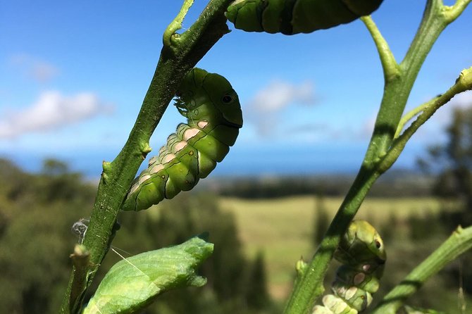 The Maui Butterfly Farm Tour - Handling Caterpillars and Praying Mantises: Hands-On, Carefully Managed