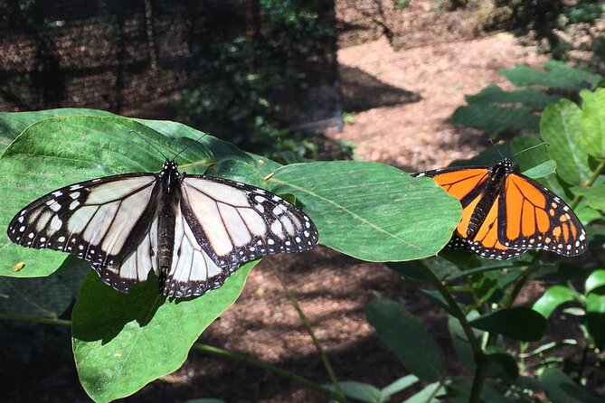 The Maui Butterfly Farm Tour - Who This Tour Fits Best (And Who Might Want Something Else)