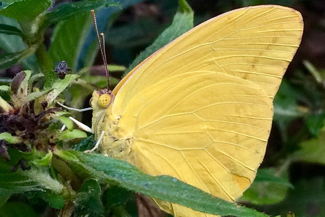 The Maui Butterfly Farm Tour - Price and Value: Is $49.99 Fair for What You Get?