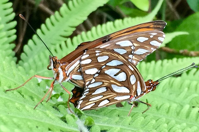 The Maui Butterfly Farm Tour - Getting There in Lahaina: Easy Start, Tight Time Window