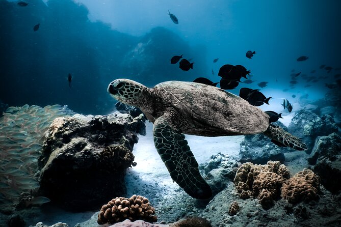 Turtle Canyon Snorkel Tour - Semi-private: 6 passenger max - Price and value: Is $99 a fair deal?