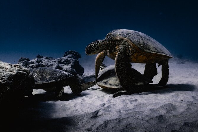 Turtle Canyon Snorkel Tour - Semi-private: 6 passenger max - Turtle sightings: how to get the most from your time in the water