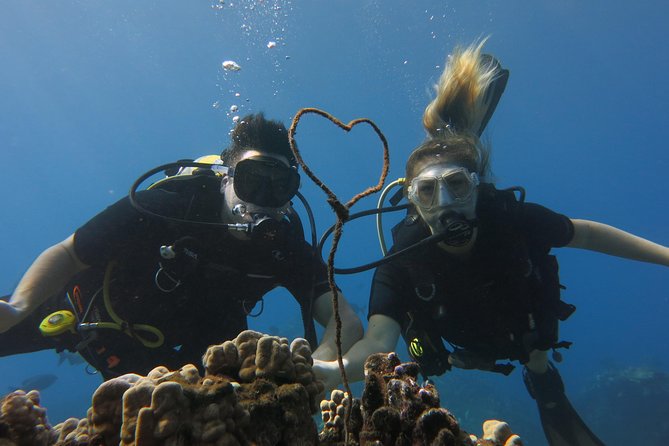 Turtle & Shark Scuba Dive in Lahaina: Certified - Shore-Entry In Lahaina: Meeting The Scuba Truck And Getting To The Water