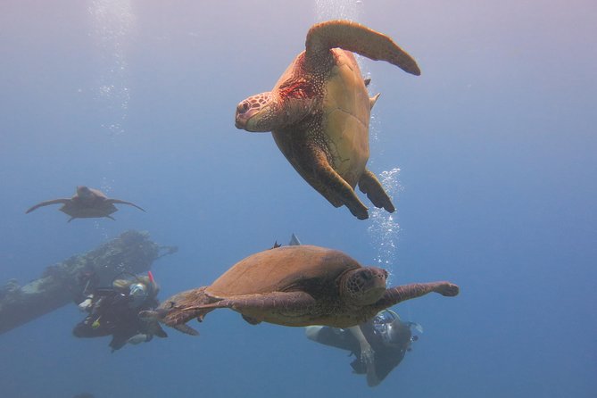Turtle & Shark Scuba Dive in Lahaina: Certified - Gear, Snacks, And The Calm-First Safety Briefing