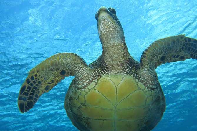Turtle & Shark Scuba Dive in Lahaina: Certified - Weather, Site Changes, And What To Expect If Conditions Aren’t Perfect