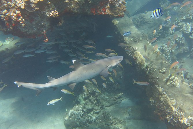 Turtle & Shark Scuba Dive in Lahaina: Certified - Price And Value: What $259 Buys You (Besides Lanyards)