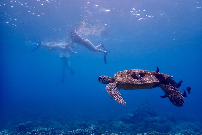 Turtle Town Snorkel with Free Photo and Video - Beginners - Start Point: Getting Oriented Fast at 3750 Wailea Alanui Dr