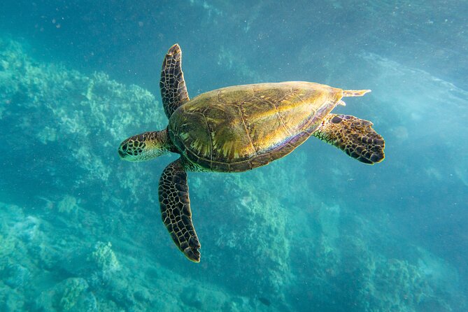 Turtle Town Snorkel with Free Photo and Video - Beginners - Gear and Safety: Lifejackets, Wetsuit Tops, and Masks That Behave