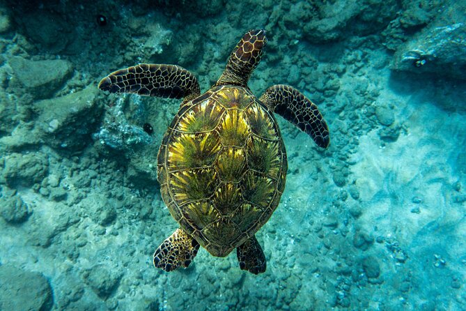 Turtle Town Snorkel with Free Photo and Video - Beginners - The Real Plan in the Water: Maluaka Beach for Your About-90-Minute Swim