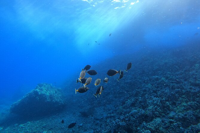 Turtle Town Snorkel with Free Photo and Video - Beginners - Wildlife You Can Expect: Turtles Up Close, Plus Reef Characters