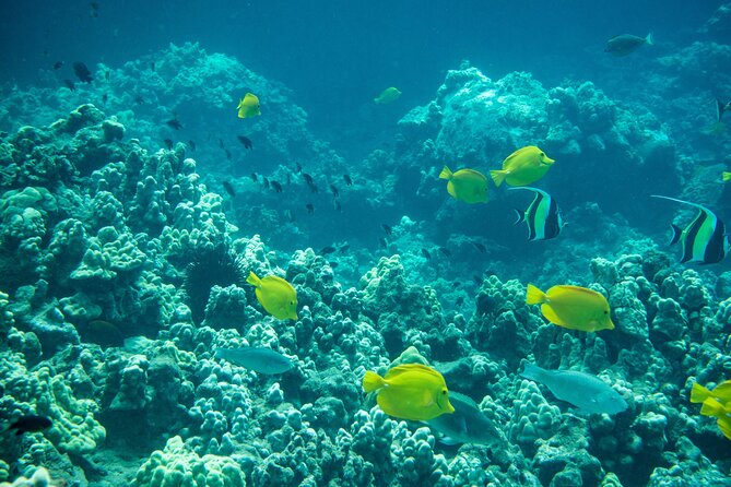 Turtle Town Snorkel with Free Photo and Video - Beginners - Sea Scooters: Easier Movement When You Don’t Want to Fight the Current