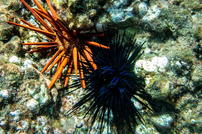 Turtle Town Snorkel with Free Photo and Video - Beginners - The Underwater Camera: Your Photos and Video Are Part of the Trip