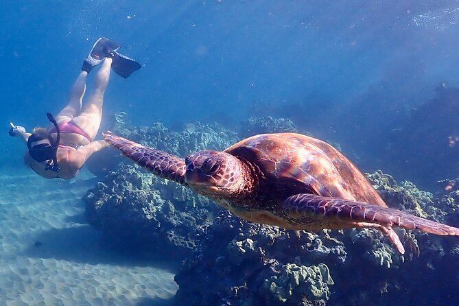 Turtle Town Snorkel with Free Photo and Video - Beginners - Price and Value: What You’re Actually Paying For