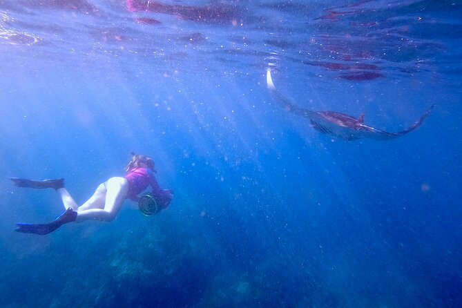 Turtle Town Underwater Scooter Snorkeling Tour with GoPro - Turtle Town wildlife: what you’re looking for under the rocky ledges