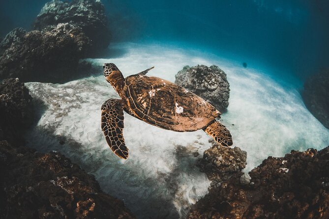 Turtles & Tacos Luxury Catamaran Snorkel - Key things I’d bet on