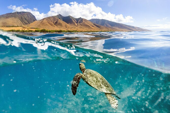 Turtles & Tacos Luxury Catamaran Snorkel - Maalaea Harbor to the Reef: The 3-Hour Rhythm
