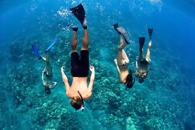 Turtles & Tacos Luxury Catamaran Snorkel - Snorkeling With Honu: What the Turtle Stop Is Really Like