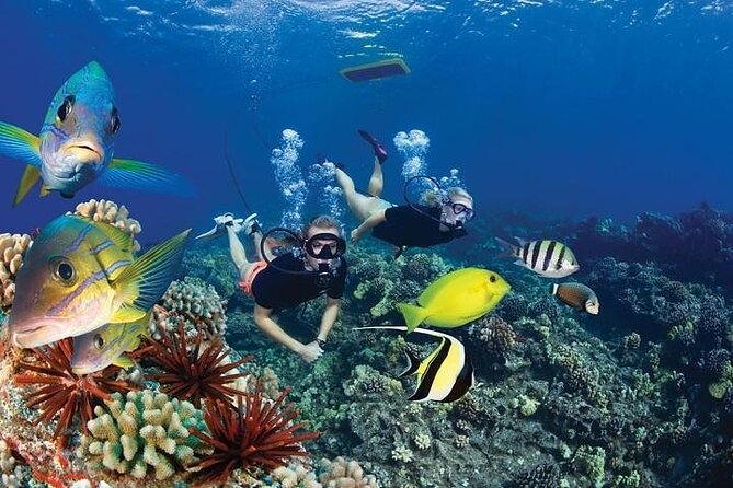 Turtles & Tacos Luxury Catamaran Snorkel - Taco Lunch and Open Bar: Included Comfort, Maui Style