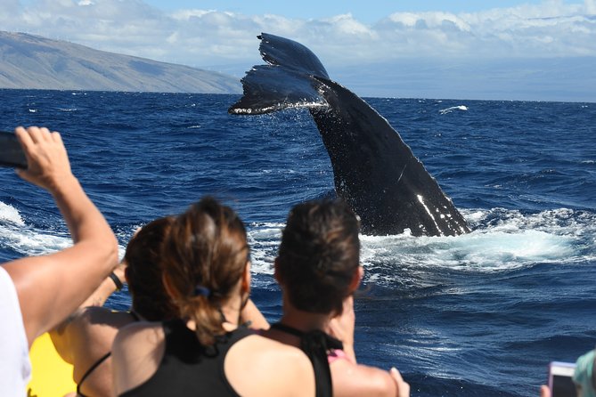Ultimate 3.5 hour Whale Watch & Snorkel - Key things I’d pay attention to