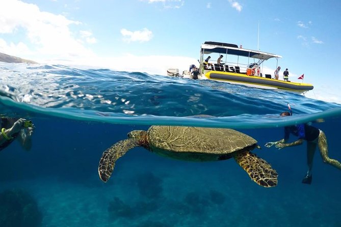 Ultimate 4 Hour Lanai Snorkel and Dolphin Encounter - Key things that make this Lanai snorkel and dolphin tour worth it