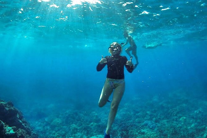 Ultimate 4 Hour Lanai Snorkel and Dolphin Encounter - Dolphins, whales, turtles, and sharks: what to expect when the ocean cooperates
