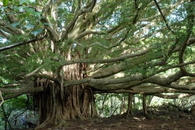 Ultimate Hana Full-Day Adventure Tour - Starting at Kahului Park & Ride: The 7:00 am Advantage
