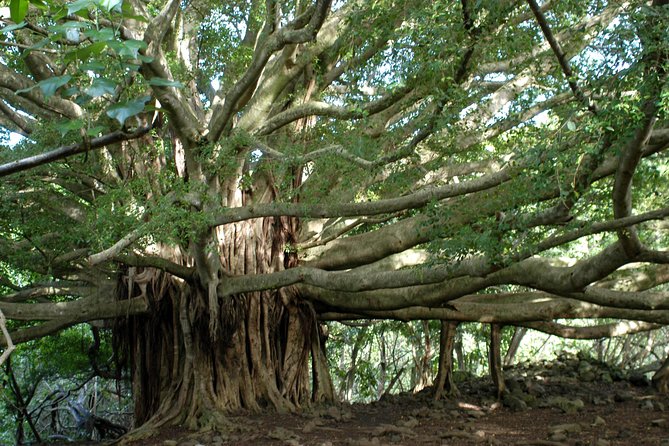 Ultimate Hana Full-Day Adventure Tour - Starting at Kahului Park & Ride: The 7:00 am Advantage