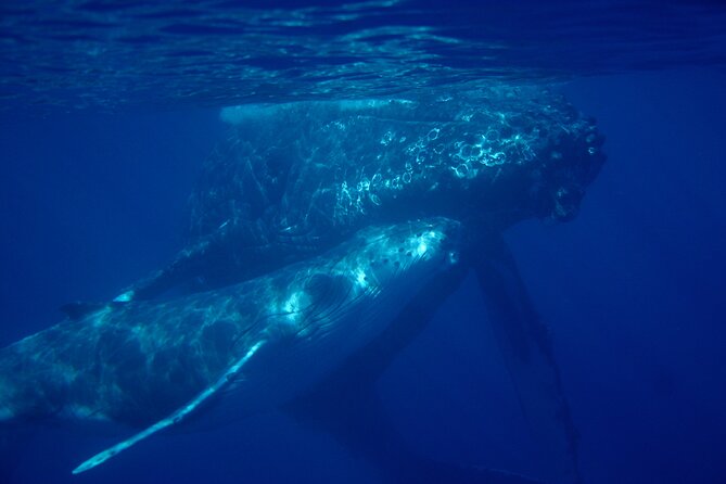 Ultimate Maui Whale Watch Snorkel Tour - Morning Logistics: Makena Alanui Check-In and Getting Started