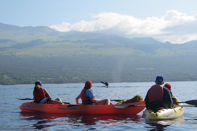 Ultimate Maui Whale Watch Snorkel Tour - Snorkel Stop Expectations: Green Sea Turtles and Calm Water Moments