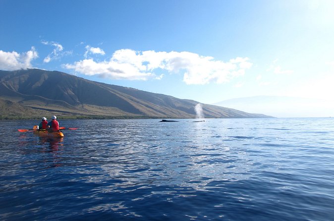 Ultimate Maui Whale Watch Snorkel Tour - Whales and Dolphins: How to Think About Sightings on This Tour