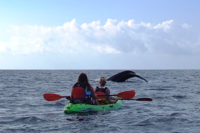 Ultimate Maui Whale Watch Snorkel Tour - Gear, Comfort, and the Maui Gold Pineapple Factor
