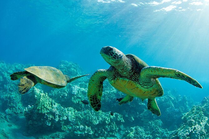 Ultimate North Shore Adventure: Full-Day Hawaiian Experience - Key things I’d mark on your plan