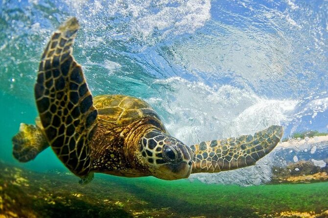 Ultimate North Shore Adventure: Full-Day Hawaiian Experience - Waikiki Pickup to North Shore: The Real Secret is the Timing