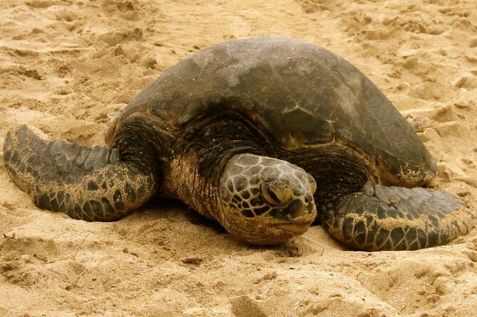 Unforgettable Day on Oahu | Small Group Circle Island Tour - A Full Circle Island Day Starting in Waikiki