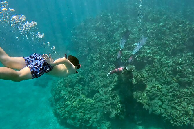 Unlimited Guided Snorkeling Tour for Beginners Plus - Key things that make this snorkeling tour work