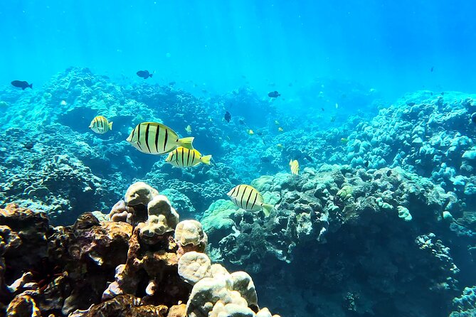 Unlimited Guided Snorkeling Tour for Beginners Plus - How snorkeling at Olowalu actually plays out with a guide
