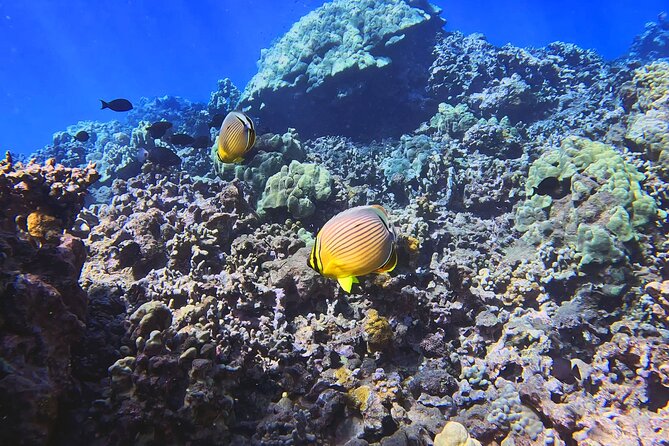 Unlimited Guided Snorkeling Tour for Beginners Plus - Price and value: $70.25 that adds up when you compare the inclusions