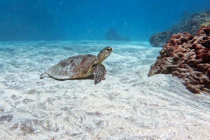 Unlimited Guided Snorkeling Tour for Beginners Plus - Who this tour suits best (and who might want another style)