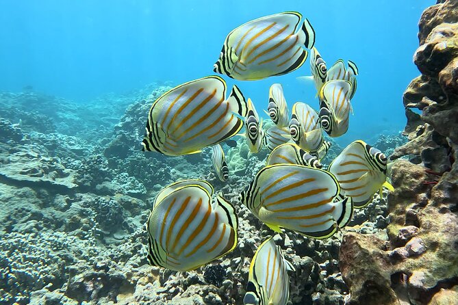 Unlimited Guided Snorkeling Tour for Beginners Plus - Weather and pacing: the real Maui factor you can’t ignore