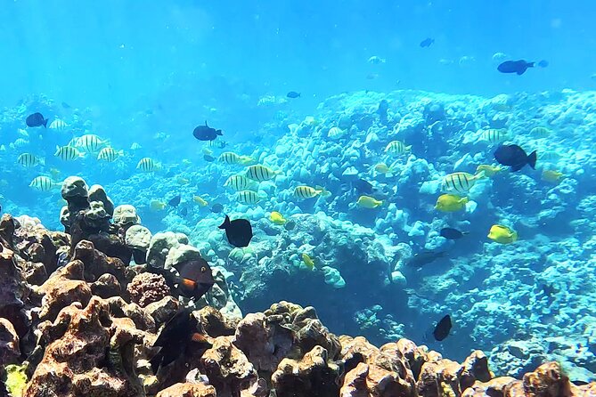 Unlimited Guided Snorkeling Tour for Beginners Plus - The included gear is where the comfort starts (and why it matters)
