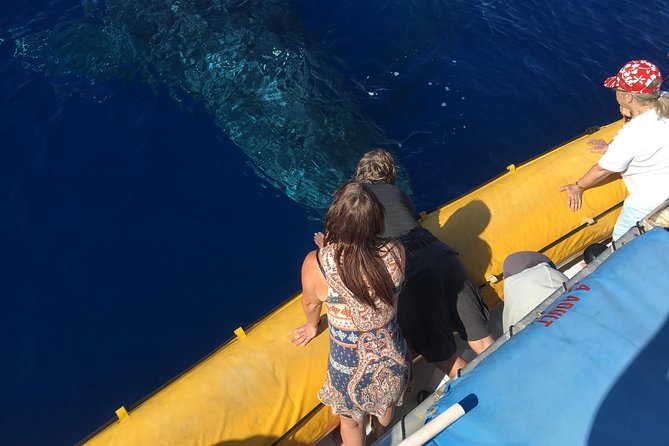 VIP (12 Guests ONLY) Ultimate Whale Watch - 6 Quick Reasons This Whale Watch Feels Like the Best Seat in the House