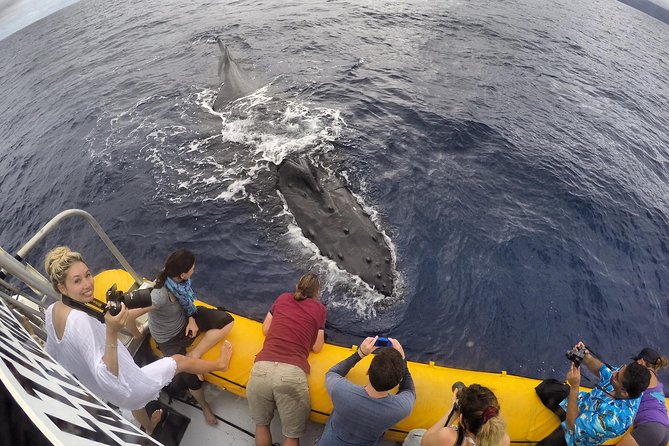 VIP (12 Guests ONLY) Ultimate Whale Watch - Starting at Lahaina Harbor: What the First Stretch Feels Like