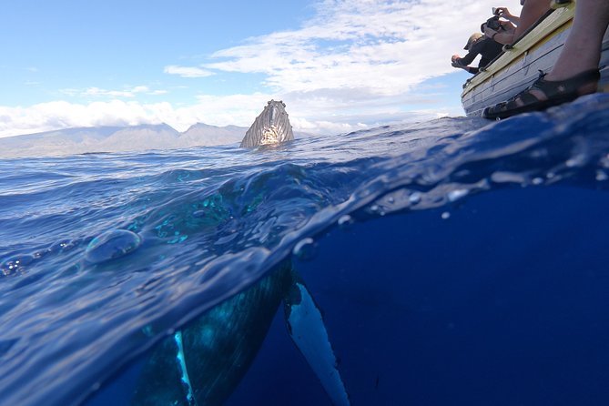 VIP (12 Guests ONLY) Ultimate Whale Watch - The Two-Hour Itinerary: How the Whale Watching Usually Plays Out