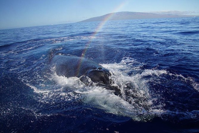 VIP (12 Guests ONLY) Ultimate Whale Watch - What “Guaranteed Sightings” Means for Your Planning (Dec–Apr)