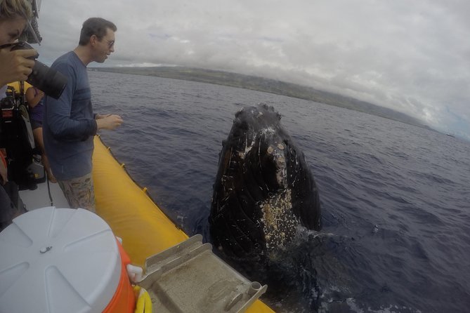 VIP (12 Guests ONLY) Ultimate Whale Watch - Ride Comfort, Rain Spray, and Photo Tips That Actually Help